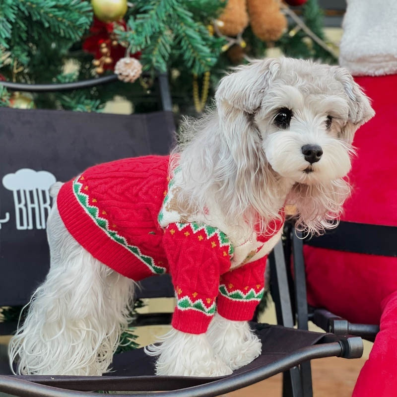 Grey dog wearing a red Christmas dog sweater, standing