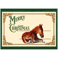 Sleepy Foal Christmas Card – Premium Pack of 10 Greeting Cards