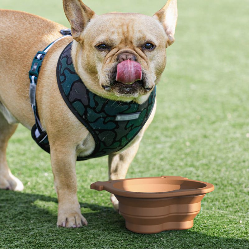 French Bulldog with the folding travel bowl on grass