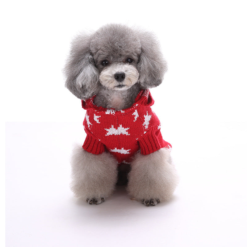 Small poodle wearing a red star knit dog sweater, sitting front view