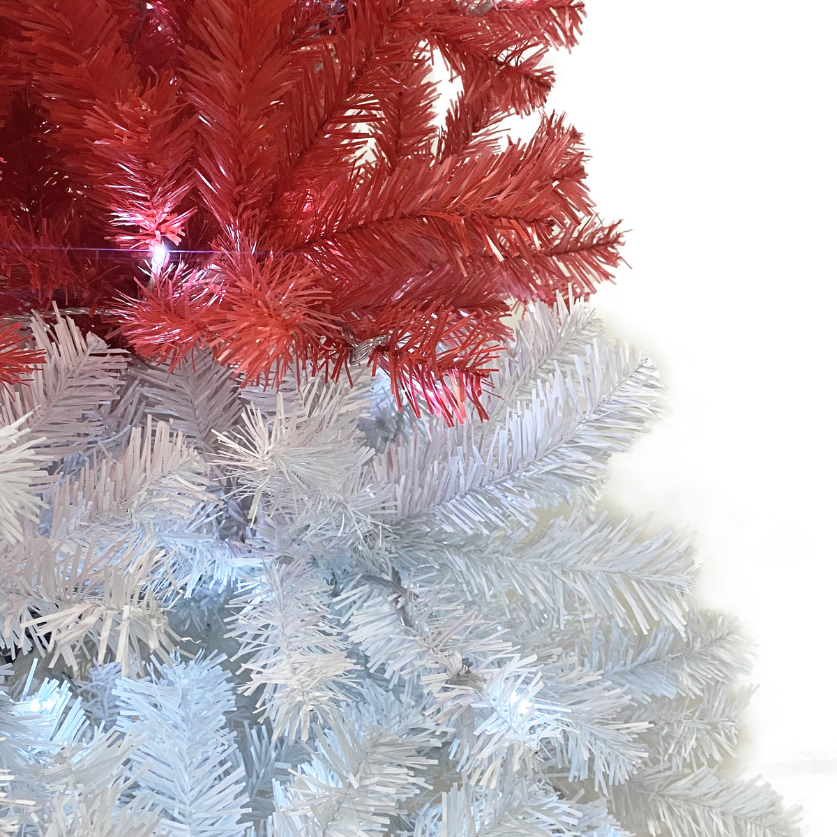 Red and white branch tips of the Santa hat tree, close-up