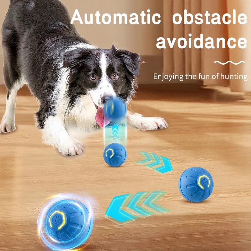 Border Collie chasing the automatic dog ball with obstacle avoidance