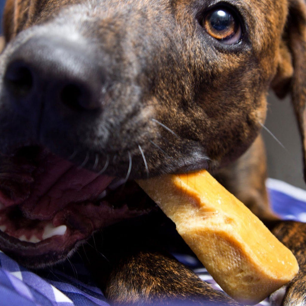 Dog chewing a Himalayan yak cheese chew, close-up