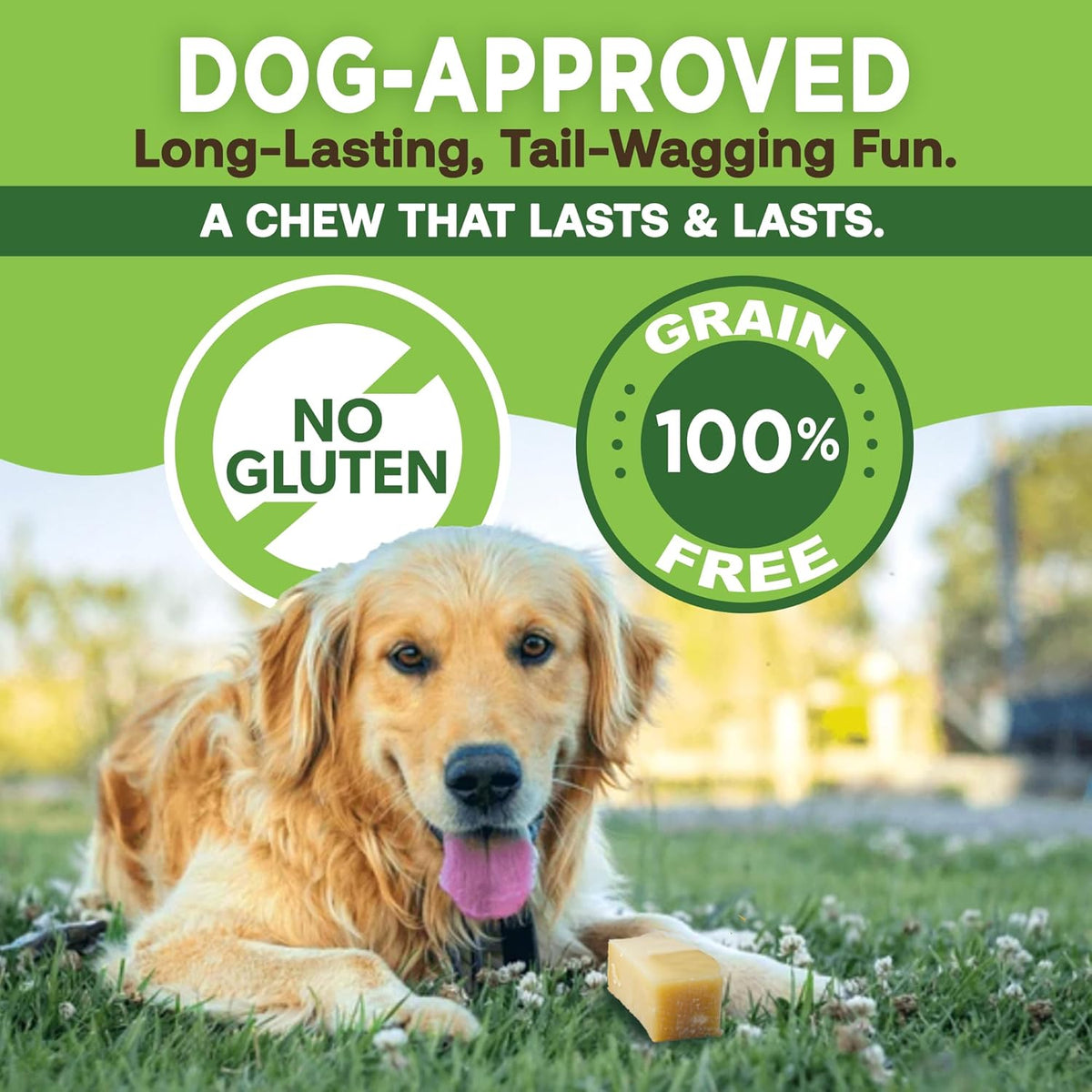Golden retriever with a yak cheese chew — grain free and long-lasting
