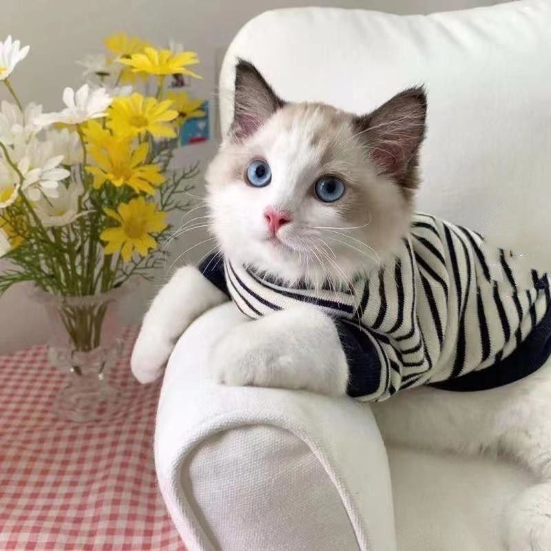 Cat lounging in a navy and white striped two-leg pet sweater