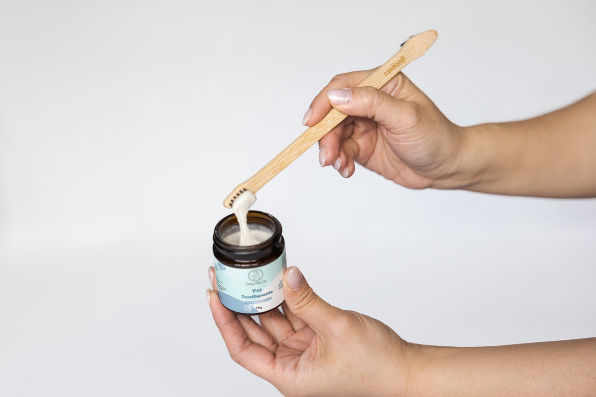 Dipping the bamboo pet toothbrush into Drby pet toothpaste