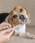 Beagle having its teeth brushed with a Drby bamboo pet toothbrush by DealSpark