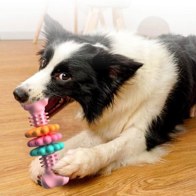 Border Collie chewing the bone dog toy with textured rings