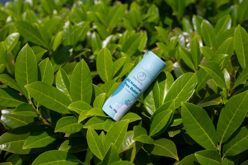 Drby paw balm stick resting in green leaves — natural paw care for dogs