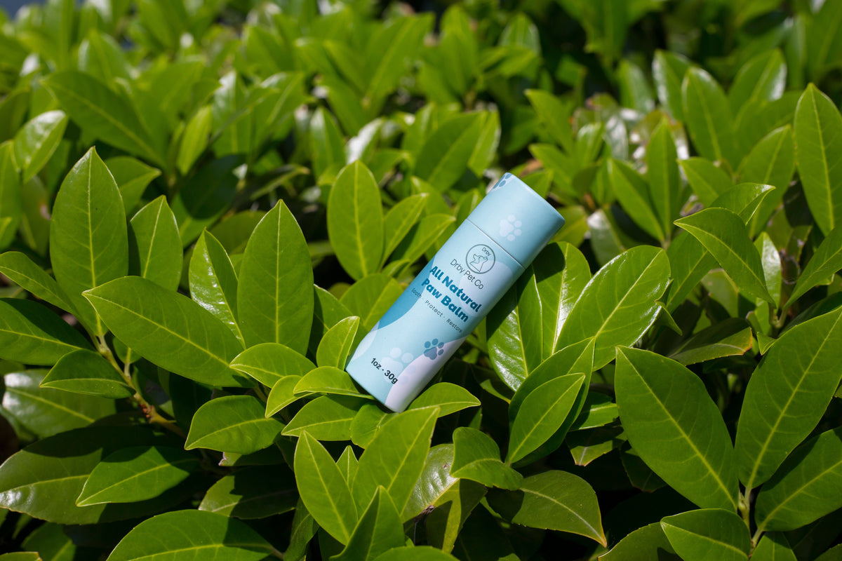 Drby paw balm stick resting in green leaves — natural paw care for dogs
