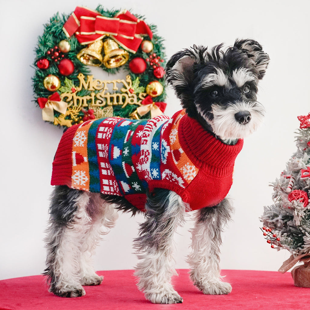 Schnauzer standing in a Christmas turtleneck dog sweater