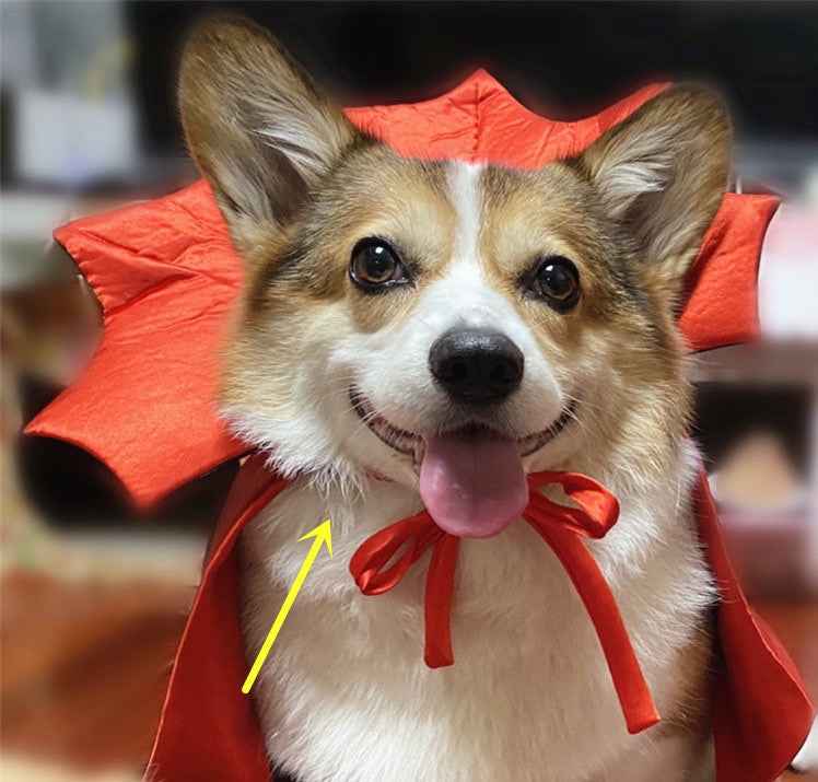 Halloween Dog & Cat Costume – Vampire King Cloak with Spooky Black Design product image 3