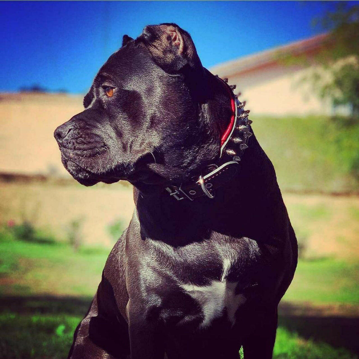 Large black dog wearing a spiked leather dog collar outdoors
