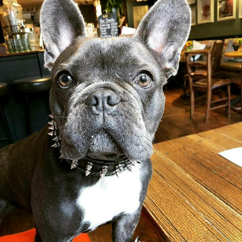 Grey French Bulldog wearing a Frenchie spiked leather collar, close-up