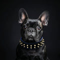 French Bulldog wearing a Bestia Frenchie spiked leather dog collar by DealSpark