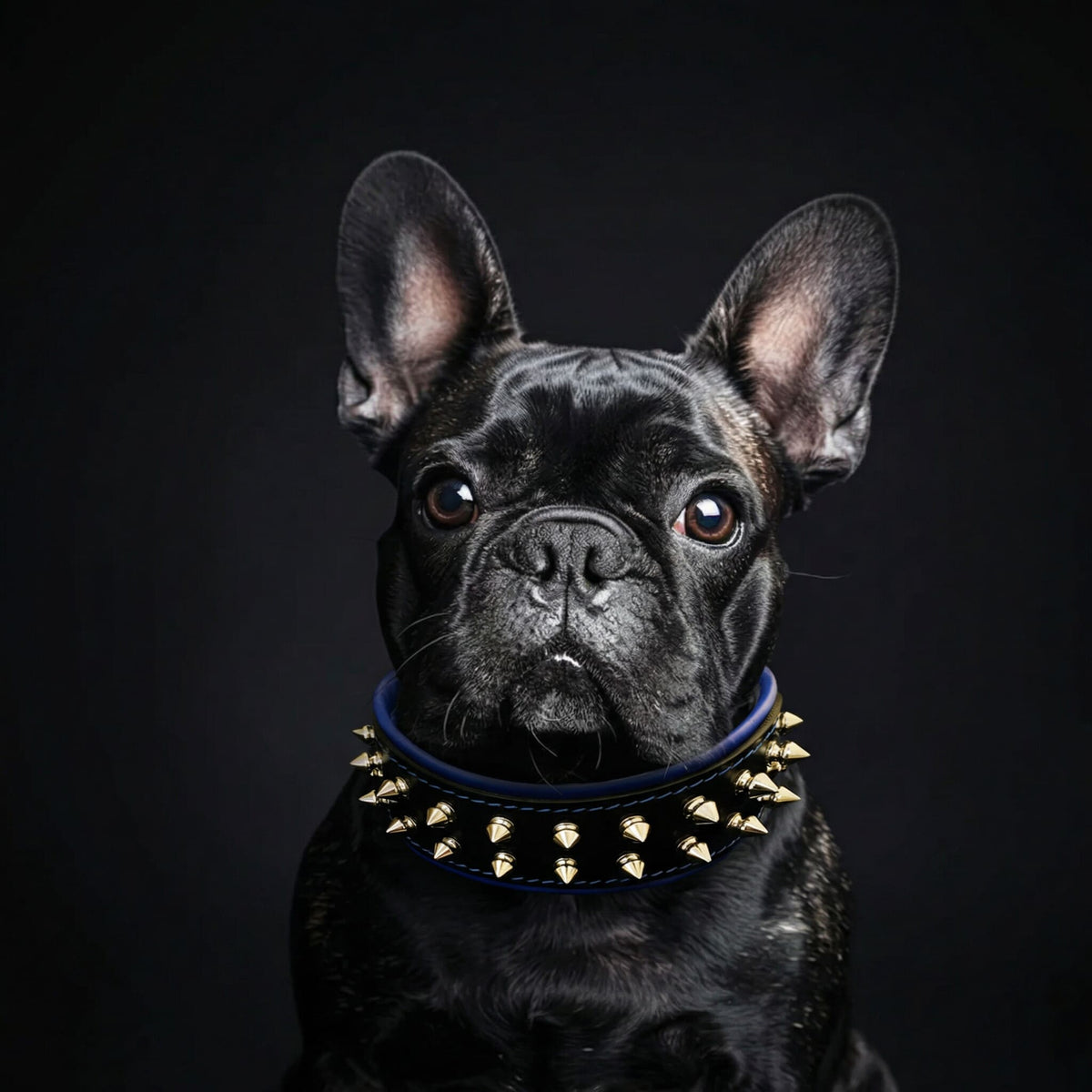 French Bulldog wearing a Bestia Frenchie spiked leather dog collar by DealSpark